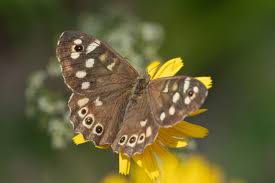 Attēlu rezultāti vaicājumam “Pararge aegeria underside”