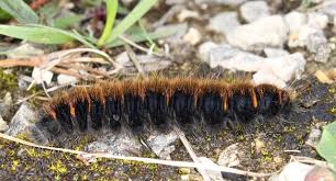 Attēlu rezultāti vaicājumam “Cribraria rubiginosa macro”