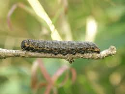 Attēlu rezultāti vaicājumam “Cucullia umbratica”