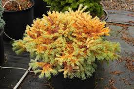 Attēlu rezultāti vaicājumam “Larix kaempferi leaf”