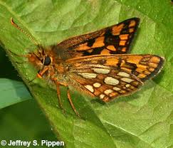 Attēlu rezultāti vaicājumam “Carterocephalus palaemon underside”