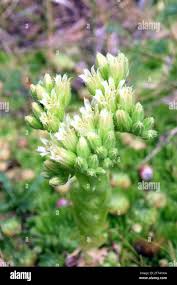 Attēlu rezultāti vaicājumam “Jovibarba globifera flower”