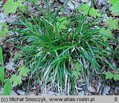 Attēlu rezultāti vaicājumam “Poa remota”