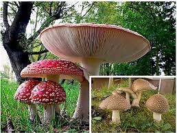 Attēlu rezultāti vaicājumam “Amanita pantherina”