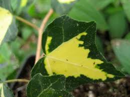 Attēlu rezultāti vaicājumam “Hedera helix  leaf”