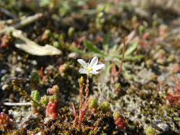Attēlu rezultāti vaicājumam “Sagina nodosa”