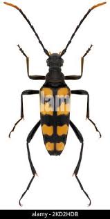 Attēlu rezultāti vaicājumam “Leptura quadrifasciata”