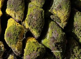 Attēlu rezultāti vaicājumam “Chrysothrix candelaris”