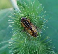 Attēlu rezultāti vaicājumam “Helophilus hybridus male”