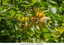 Attēlu rezultāti vaicājumam “Carpinus betulus fruit”