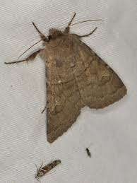 Attēlu rezultāti vaicājumam “Noctuidae”