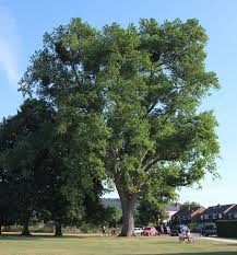 Attēlu rezultāti vaicājumam “Populus x gileadensis”