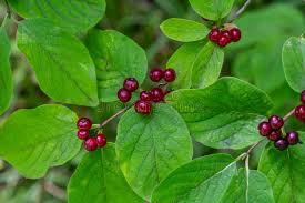 Attēlu rezultāti vaicājumam “Lonicera xylosteum”