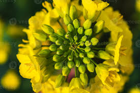 Attēlu rezultāti vaicājumam “Brassica napus flower”