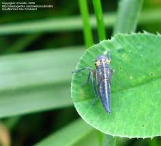 Attēlu rezultāti vaicājumam “Cicadella viridis female”