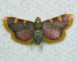 Attēlu rezultāti vaicājumam “Hypsopygia costalis”