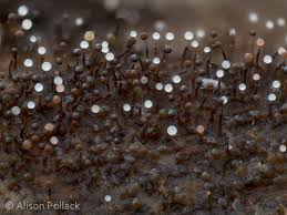 Attēlu rezultāti vaicājumam “Clastoderma debaryanum spores”