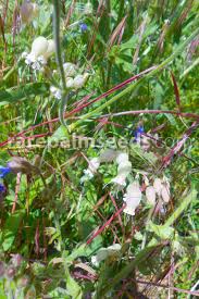 Attēlu rezultāti vaicājumam “Silene vulgaris”