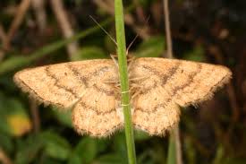 Attēlu rezultāti vaicājumam “Idaea serpentata”
