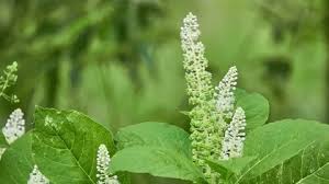 Attēlu rezultāti vaicājumam “Phytolacca acinosa flower”