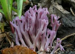 Attēlu rezultāti vaicājumam “Clavaria zollingeri”