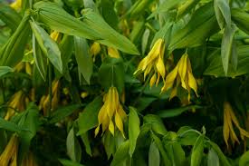 Attēlu rezultāti vaicājumam “Uvularia grandiflora”