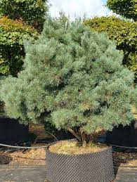 Attēlu rezultāti vaicājumam “Pinus sylvestris var. turfosa”