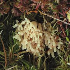 Attēlu rezultāti vaicājumam “Clavaria argillacea”