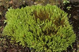 Attēlu rezultāti vaicājumam “Philonotis”