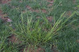 Attēlu rezultāti vaicājumam “Poa trivialis”