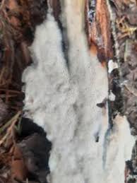 Attēlu rezultāti vaicājumam “Antrodia gossypium”