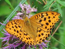Attēlu rezultāti vaicājumam “Argynnis laodice female”