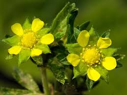 Attēlu rezultāti vaicājumam “Potentilla supina flower”