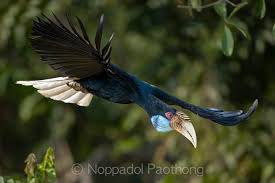 Attēlu rezultāti vaicājumam “Rhynocoris annulatus imago”