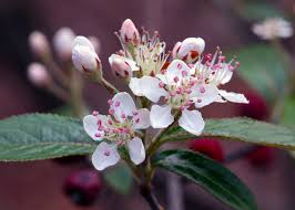 Attēlu rezultāti vaicājumam “Aronia melanocarpa flower”