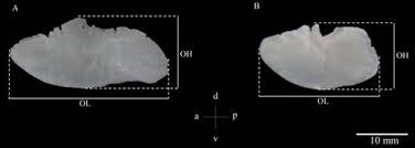 Image result for Centropomus parallelus