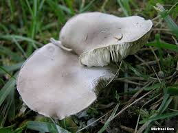 Image result for Melanoleuca rasilis var. pseudoluscina