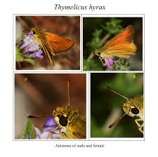 Attēlu rezultāti vaicājumam “Thymelicus sylvestris male”