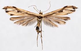 Attēlu rezultāti vaicājumam “Pterophoridae”