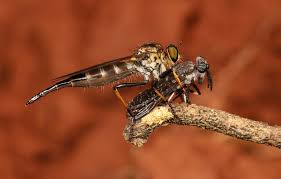 Attēlu rezultāti vaicājumam “Haematopota sp.”