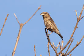 Image result for Loxia curvirostra