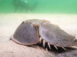 Image result for Limulus polyphemus