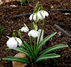 Attēlu rezultāti vaicājumam “Galanthus nivalis leaf”