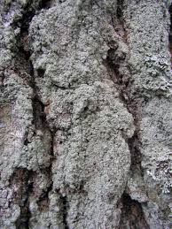 Attēlu rezultāti vaicājumam “Lepraria incana”