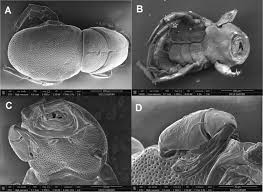 Attēlu rezultāti vaicājumam “Hydrachna”
