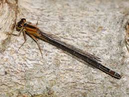 Attēlu rezultāti vaicājumam “Ischnura elegans”