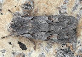 Attēlu rezultāti vaicājumam “Lithophane furcifera”