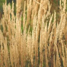 Attēlu rezultāti vaicājumam “Calamagrostis purpurea fruit”