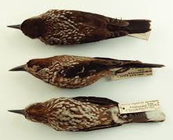 Attēlu rezultāti vaicājumam “Nucifraga caryocatactes adult”