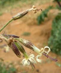 Attēlu rezultāti vaicājumam “Silene nutans flower”